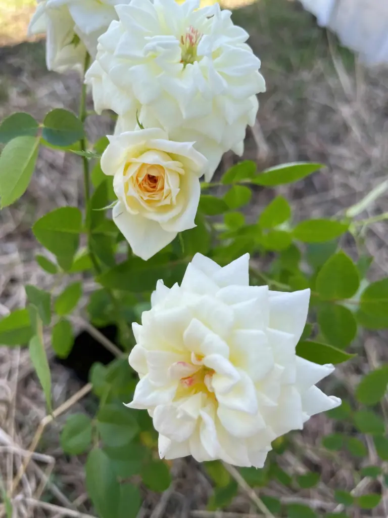 Snowcap