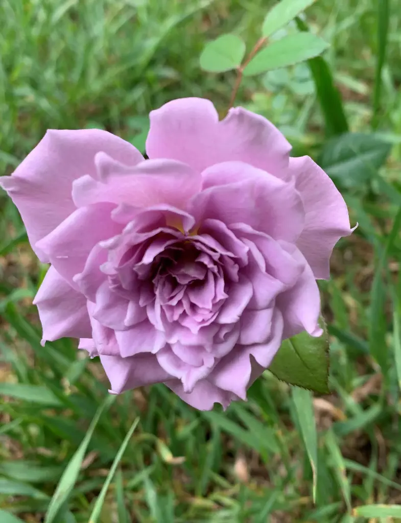 Lavender Crystal