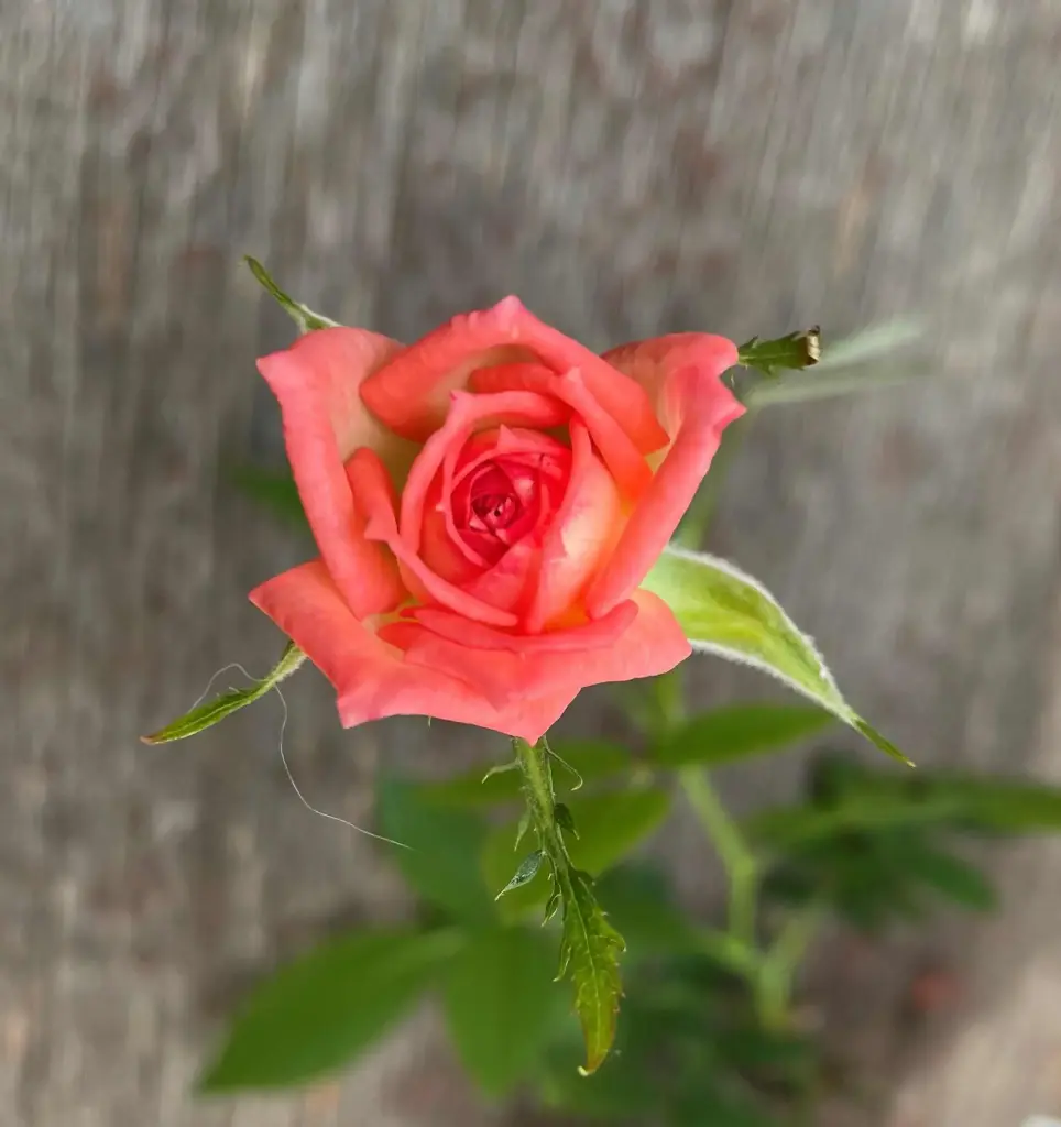 Pink Petticoat