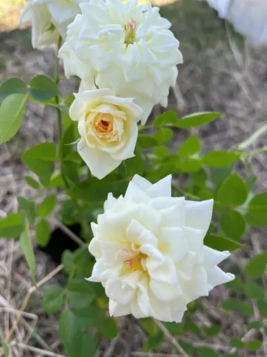 Snowcap