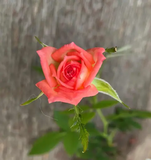 Pink Petticoat
